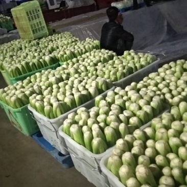 西芹，没有虫点，大量上市