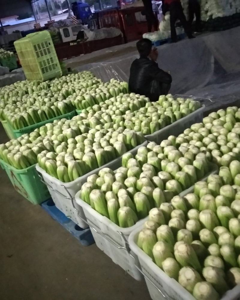 西芹，没有虫点，大量上市