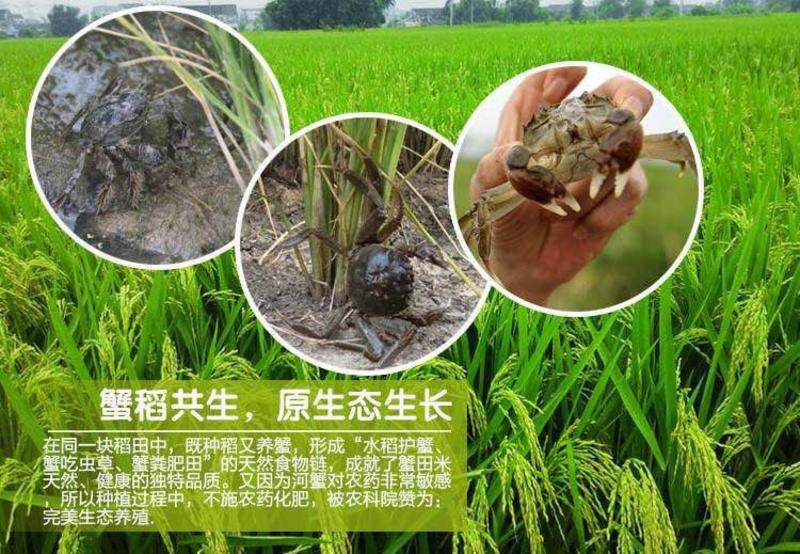 【精品】蟹田新米优质米保证质量量大从优