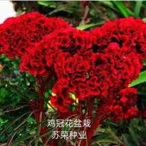 鸡冠花盆栽带花庭院四季花苗红鸡冠花凤尾花耐热地被盆栽花卉