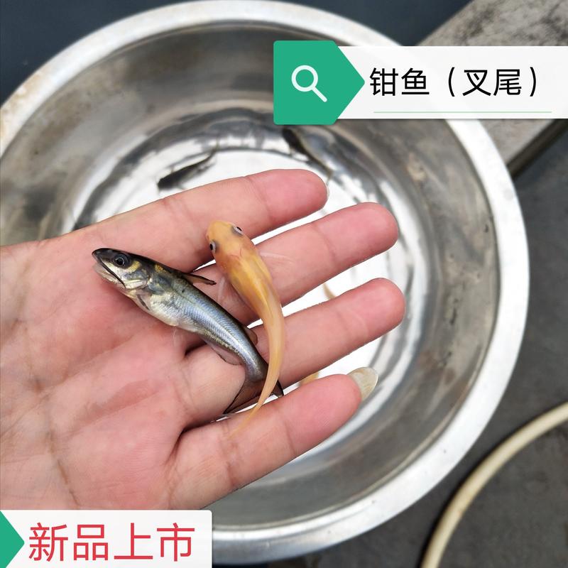 【叉尾鮰】叉尾苗钳鱼渔场直供免费提供养殖资料