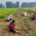 【提供种植技术】优质紫穗槐苗千亩基地现挖现发承接工程