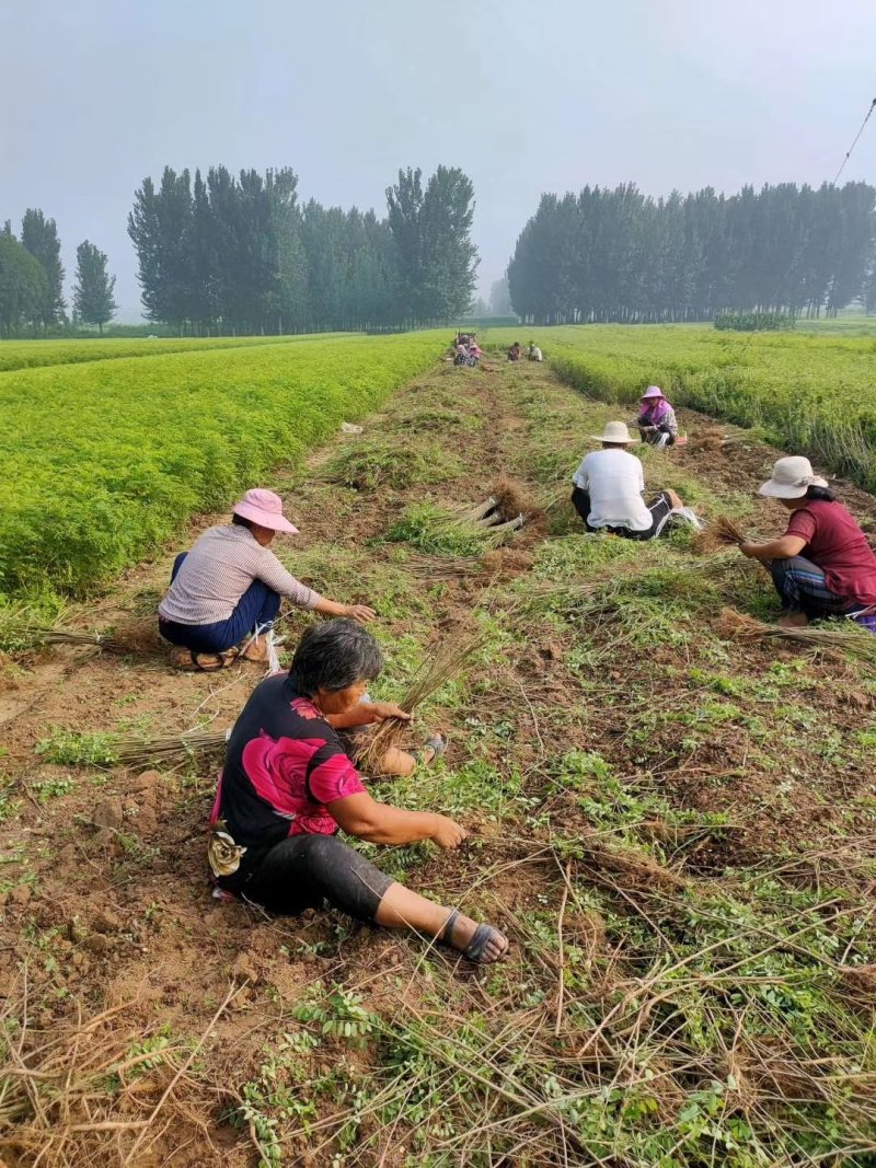 【提供种植技术】优质紫穗槐苗千亩基地现挖现发承接工程