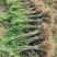 【提供种植技术】优质紫穗槐苗千亩基地现挖现发承接工程