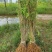 【提供种植技术】优质紫穗槐苗千亩基地现挖现发承接工程