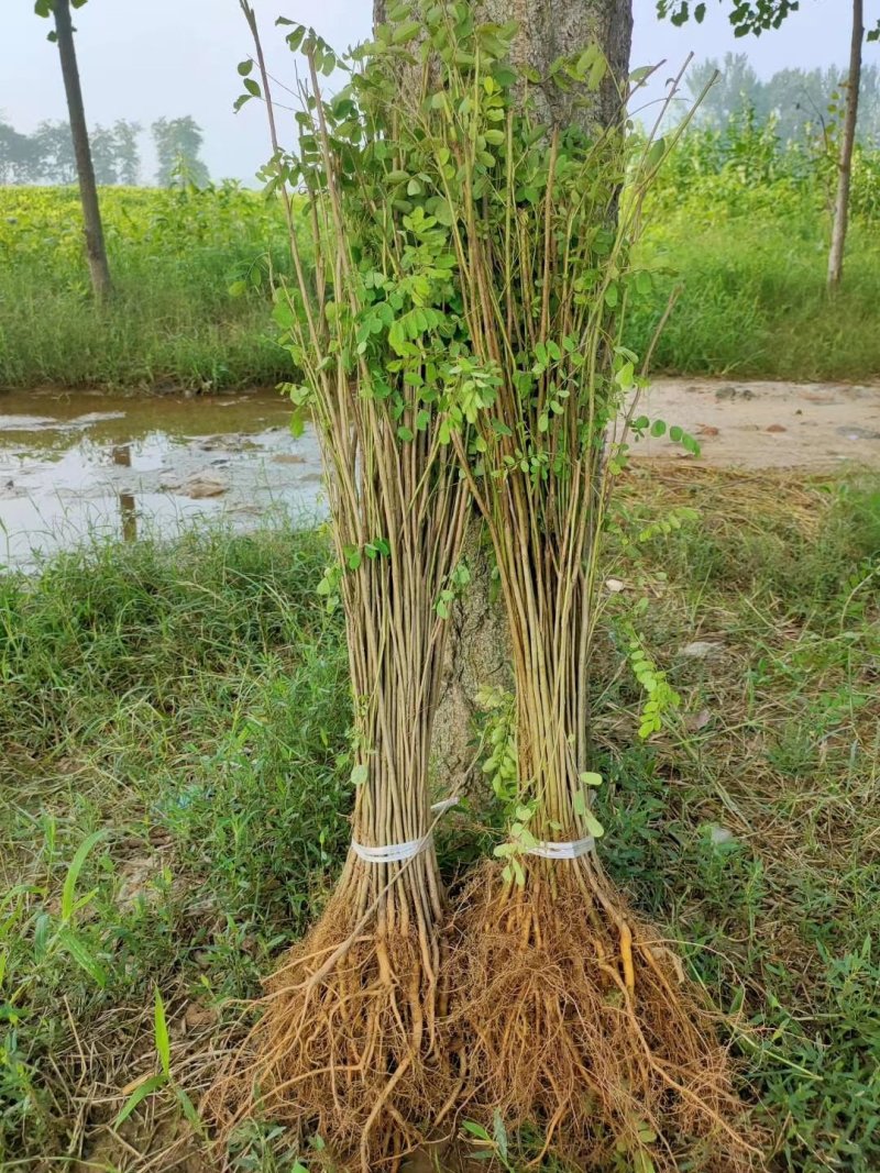 【提供种植技术】优质紫穗槐苗千亩基地现挖现发承接工程