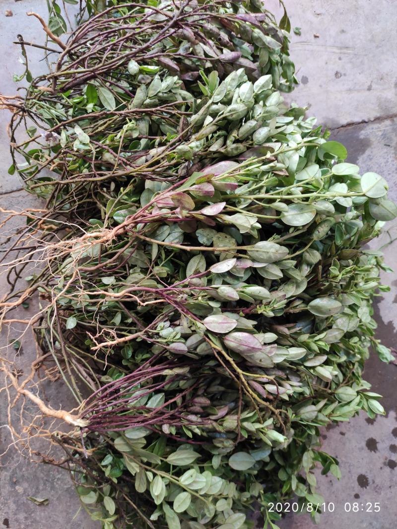紫背金牛，铁罗汉，叶里藏花，金不换，金牛草