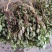 紫背金牛，铁罗汉，叶里藏花，金不换，金牛草