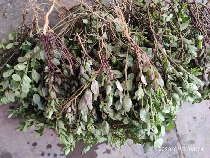 紫背金牛，铁罗汉，叶里藏花，金不换，金牛草