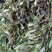 紫背金牛，铁罗汉，叶里藏花，金不换，金牛草