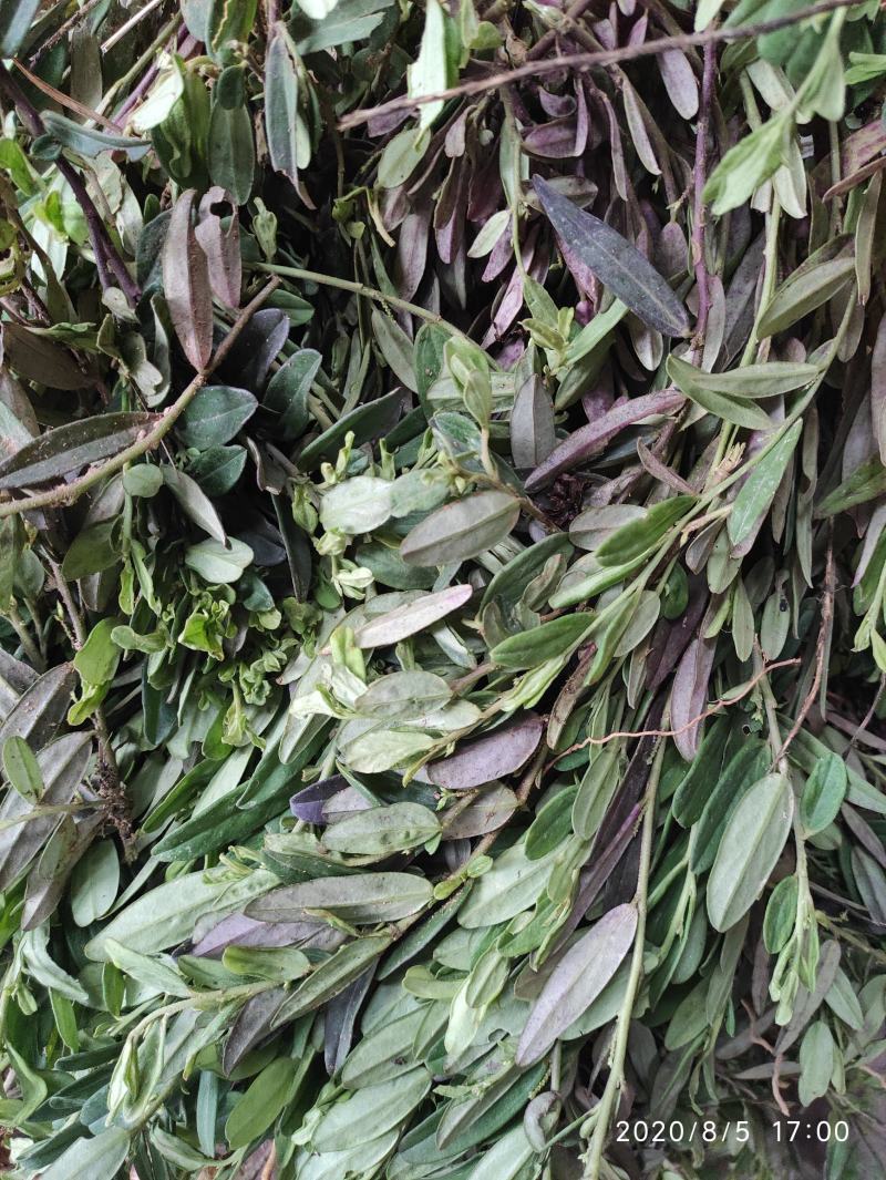 紫背金牛，铁罗汉，叶里藏花，金不换，金牛草
