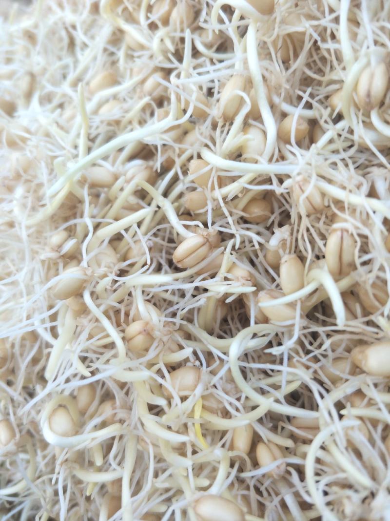 麦芽核桃糖《核桃糕》产自销一手货源精品质量