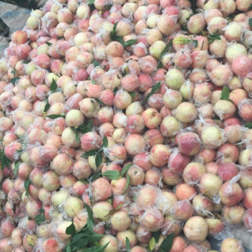 膜袋200杠1，个头大，颜色好，口感脆甜