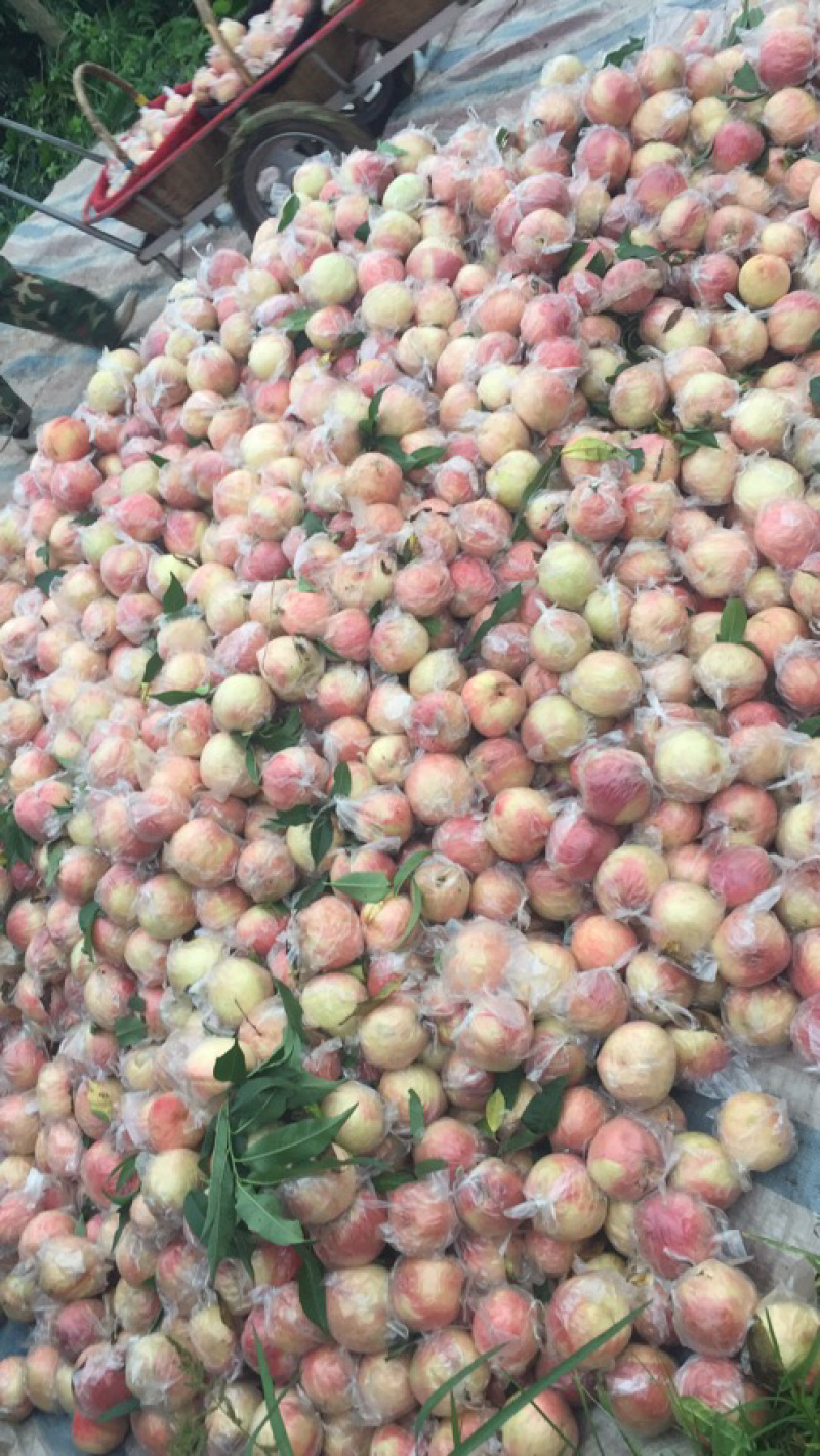膜袋200杠1，个头大，颜色好，口感脆甜
