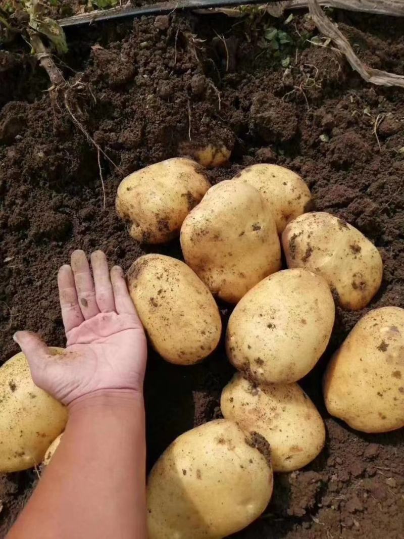 土豆大量供应大量上市要货的老板来电