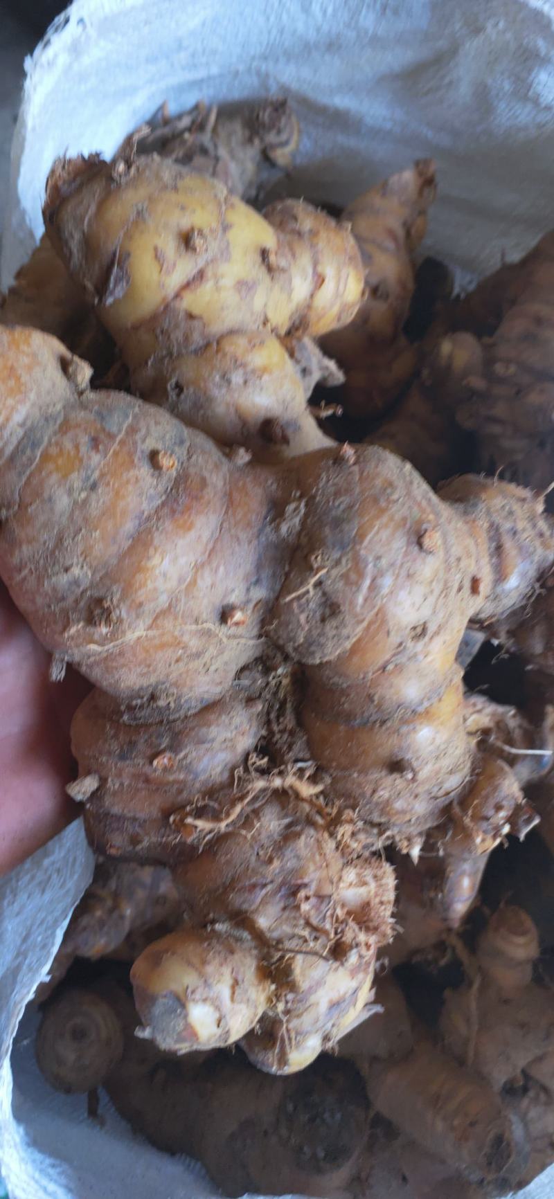野生南姜山姜头鲜货去腥味产地直销一手货源质量保证