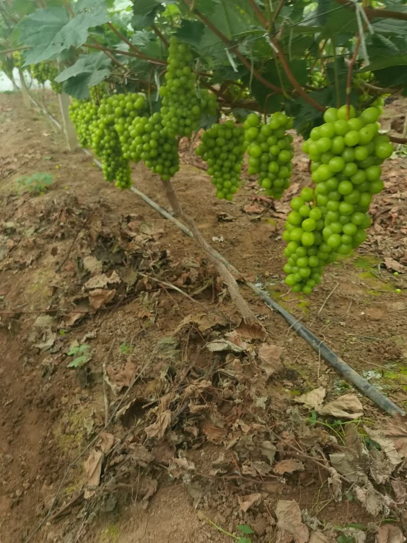 阳光玫瑰，大量上市了，子啦大，串型好，口感香甜，