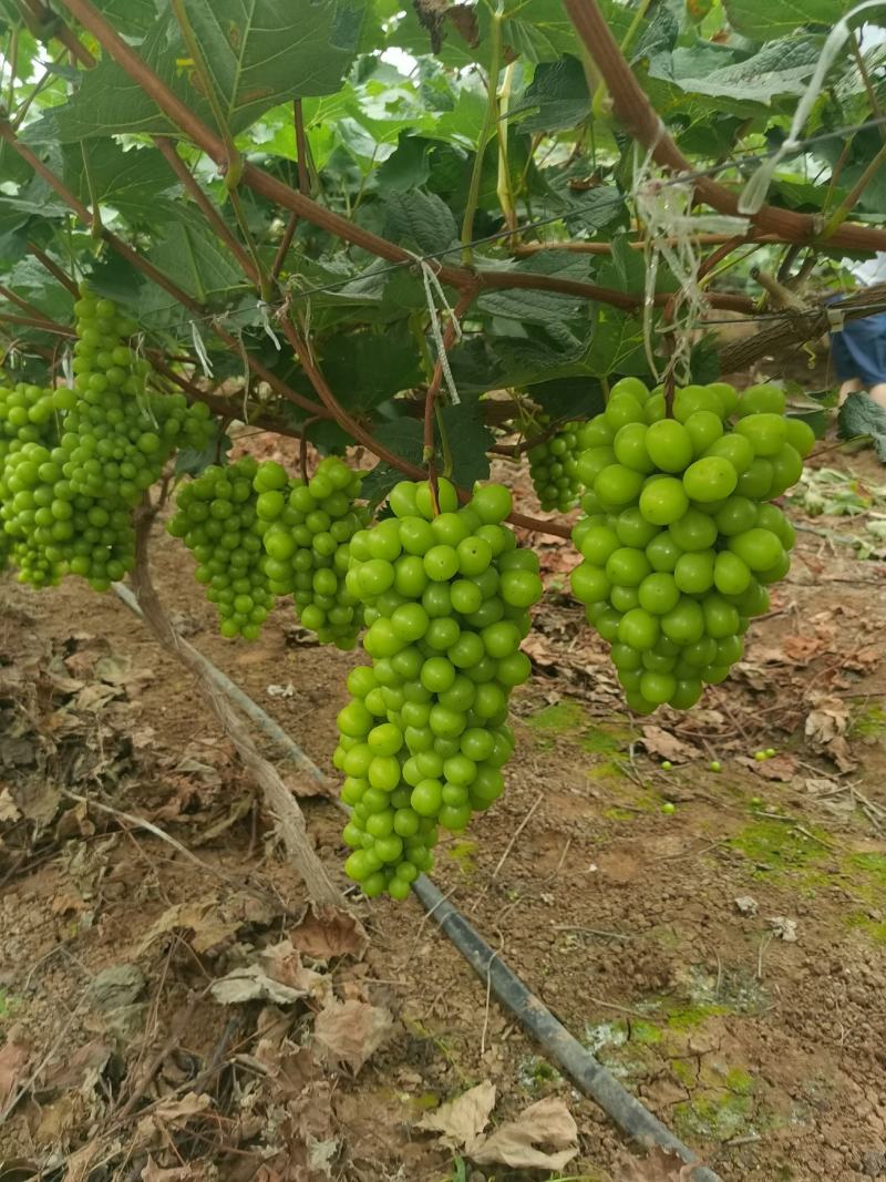 阳光玫瑰，大量上市了，子啦大，串型好，口感香甜，