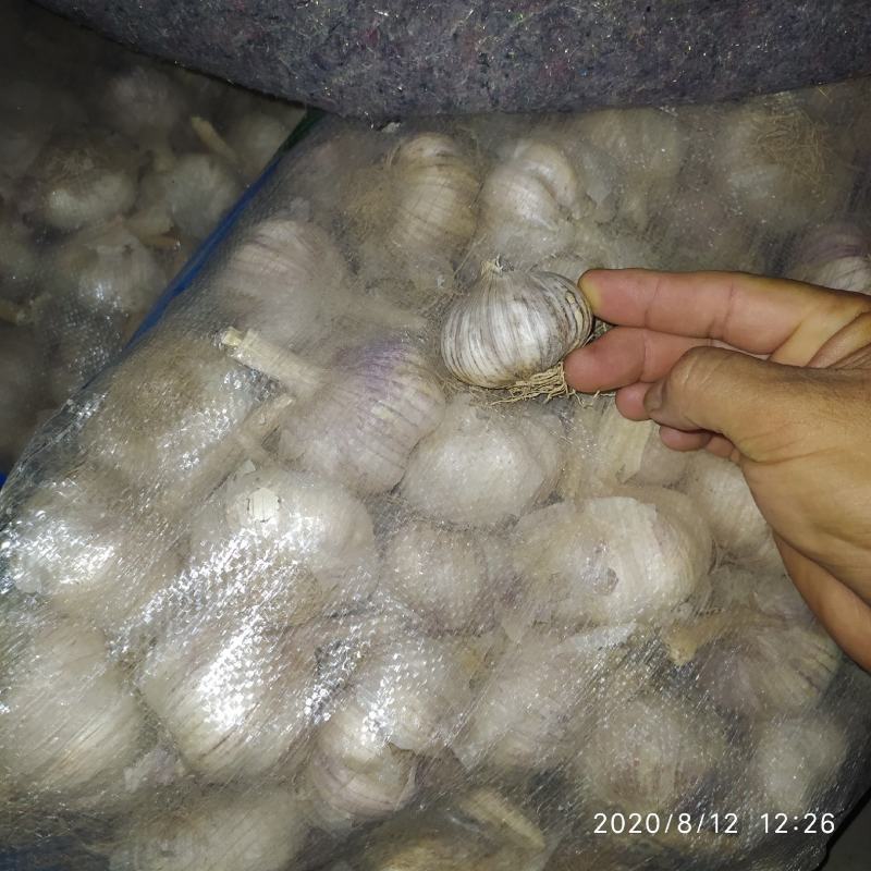 潍坊把子蒜紫皮四六瓣脱毒白都有都可以代收