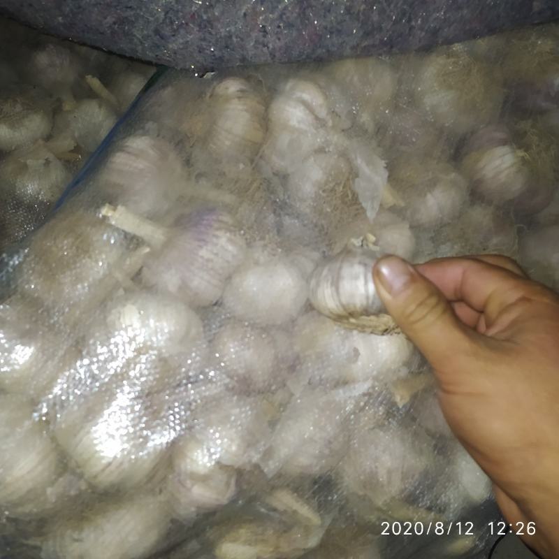 潍坊把子蒜紫皮四六瓣脱毒白都有都可以代收