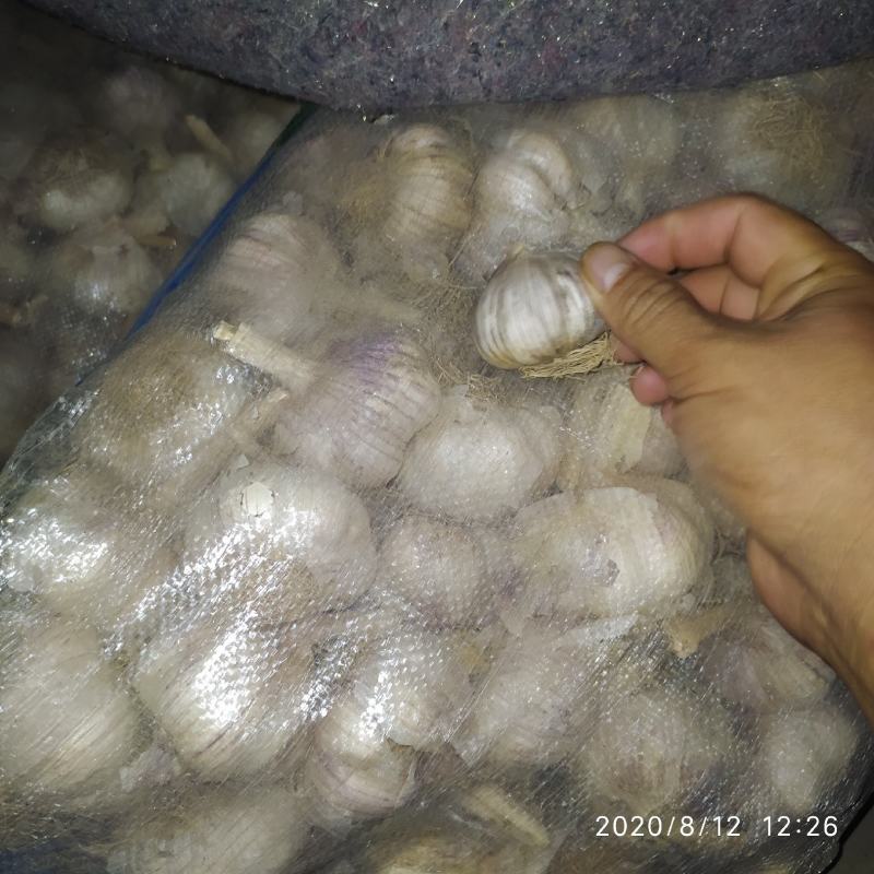 潍坊把子蒜紫皮四六瓣脱毒白都有都可以代收