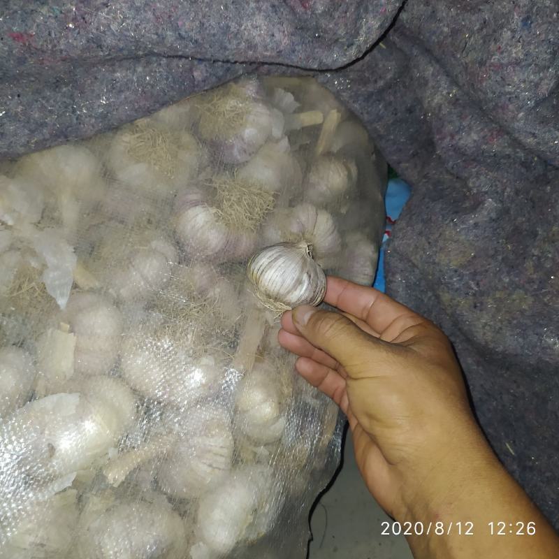 潍坊把子蒜紫皮四六瓣脱毒白都有都可以代收