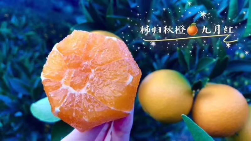 秭归伦晚脐橙苗大量供应