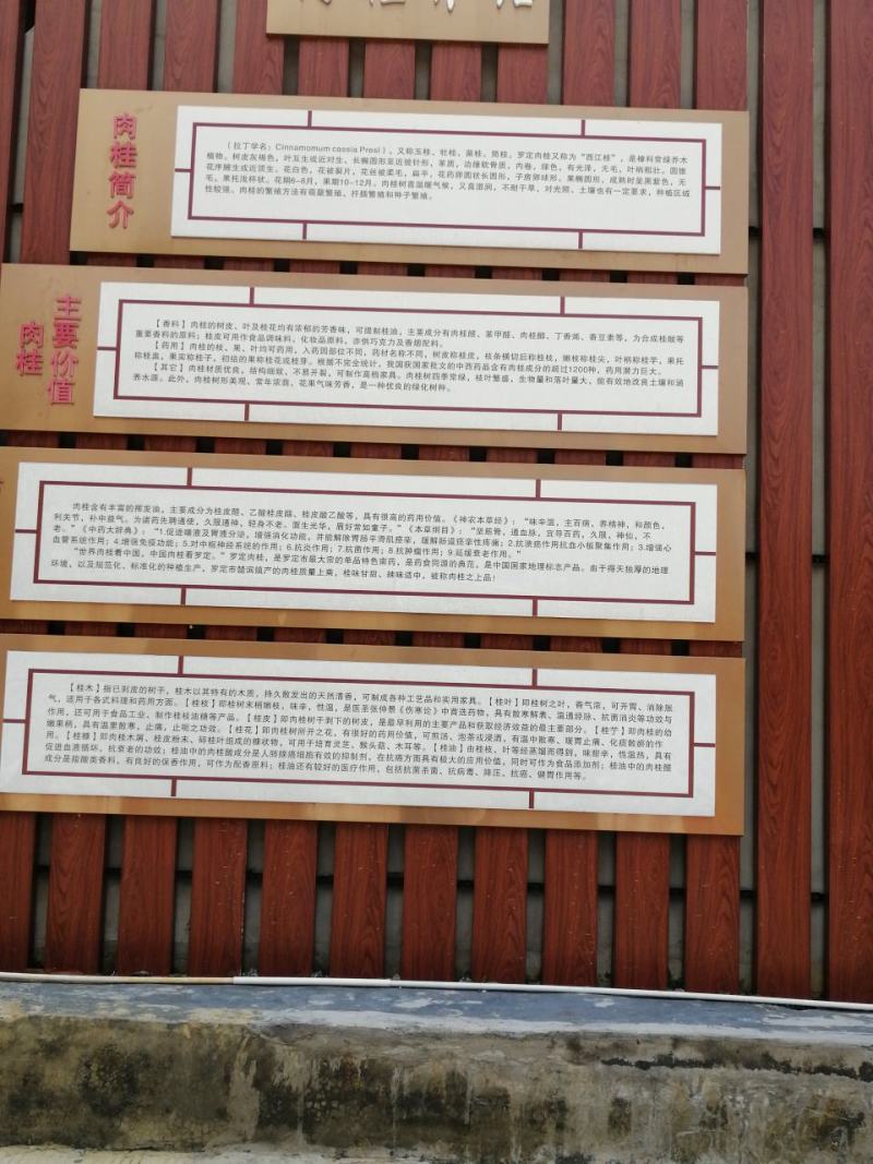 广东罗定肉桂之乡桂皮