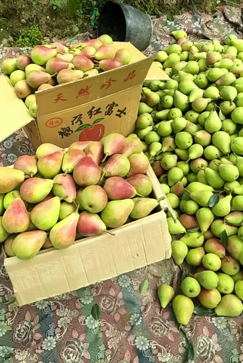 甘肃临夏巴梨红巴梨产地甘肃巴梨批发临夏河滩巴梨