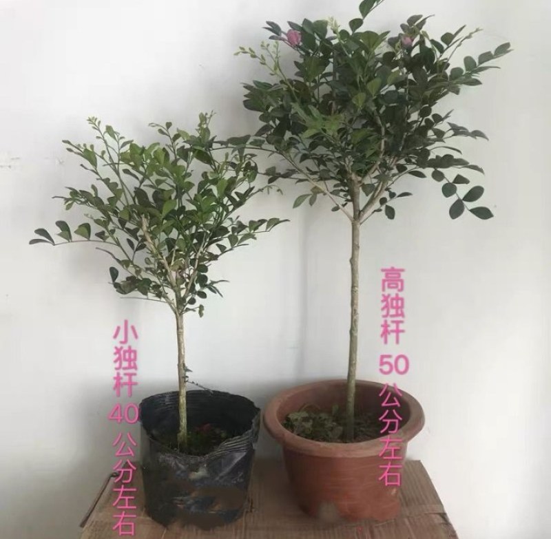 九里香盆栽盆景老桩浓香四季植物七里香树苗大苗室内花卉驱蚊