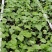 吊瓜苗高产抗病强，包技术和收购大量供应。