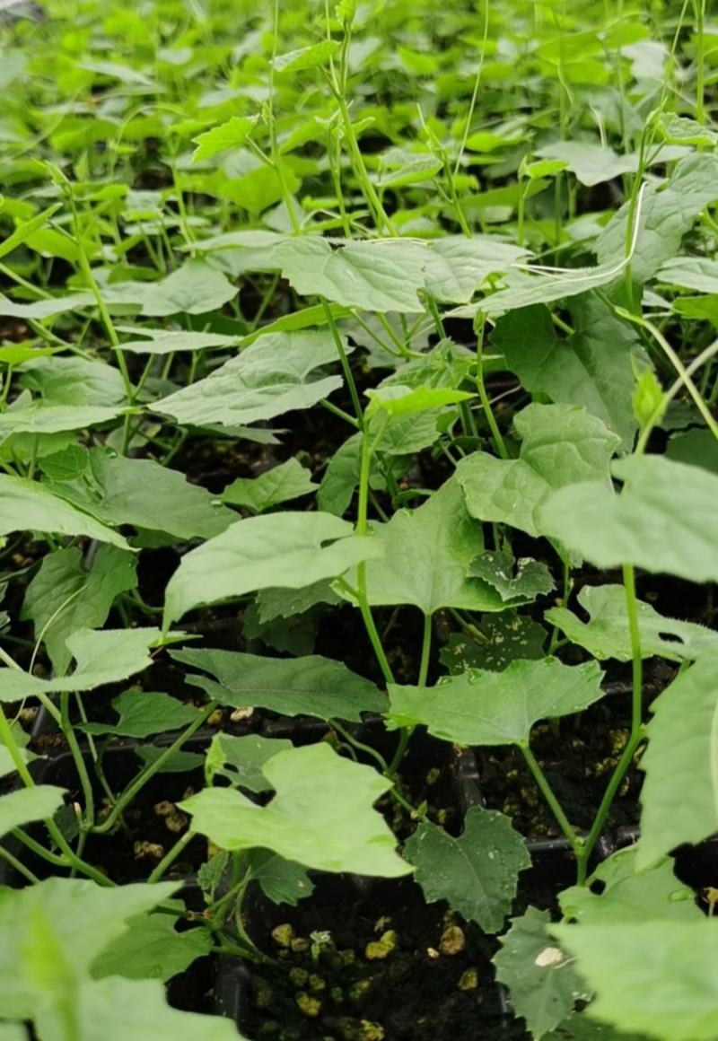 吊瓜苗高产抗病强，包技术和收购大量供应。