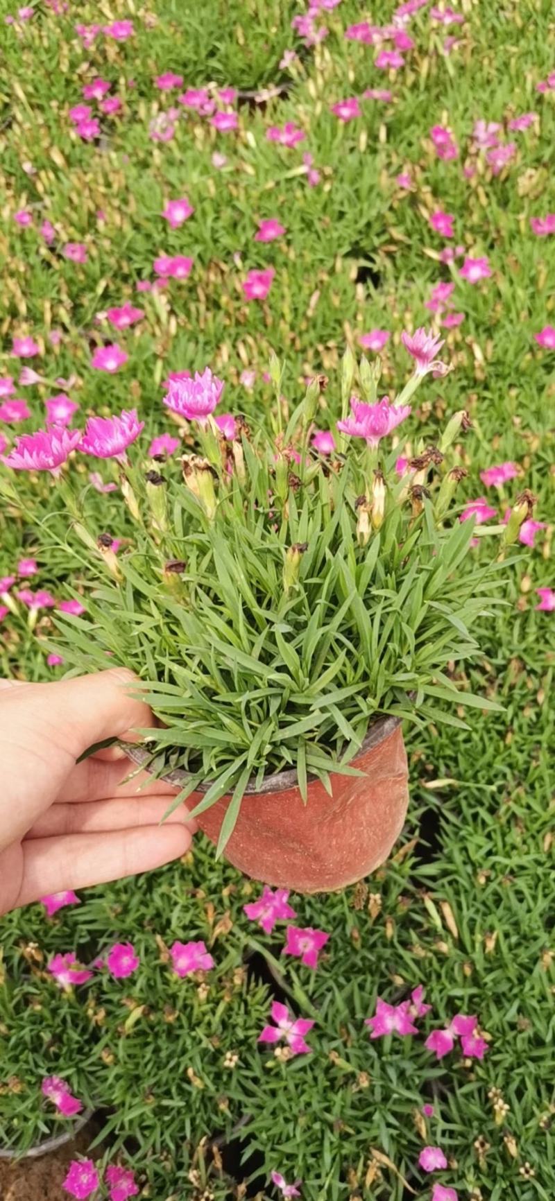 欧石竹精品欧石竹自家货源