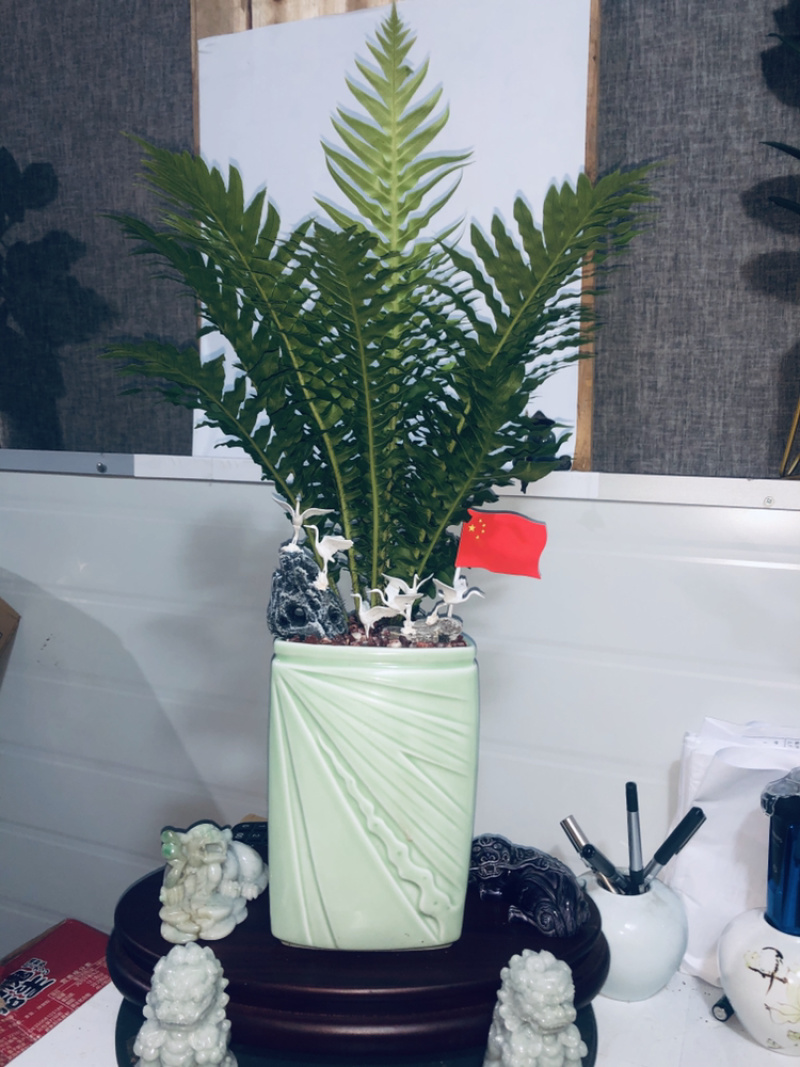 富贵蕨。特级，，，，，，，，好好先生园艺供应