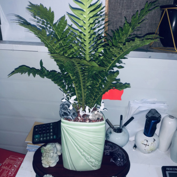 富贵蕨。特级，，，，，，，，好好先生园艺供应