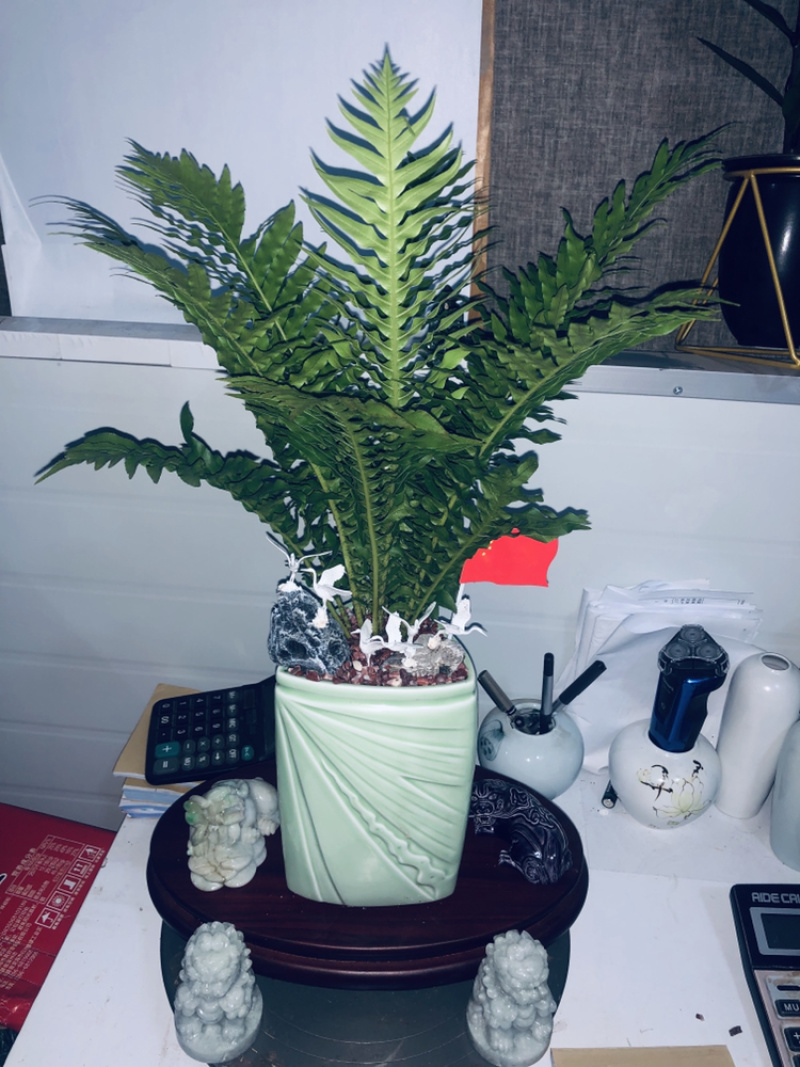 富贵蕨。特级，，，，，，，，好好先生园艺供应