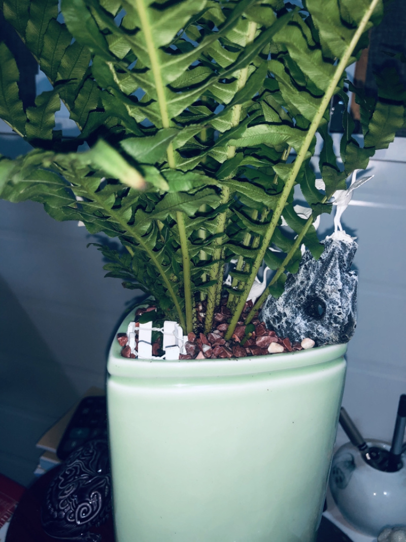富贵蕨。特级，，，，，，，，好好先生园艺供应