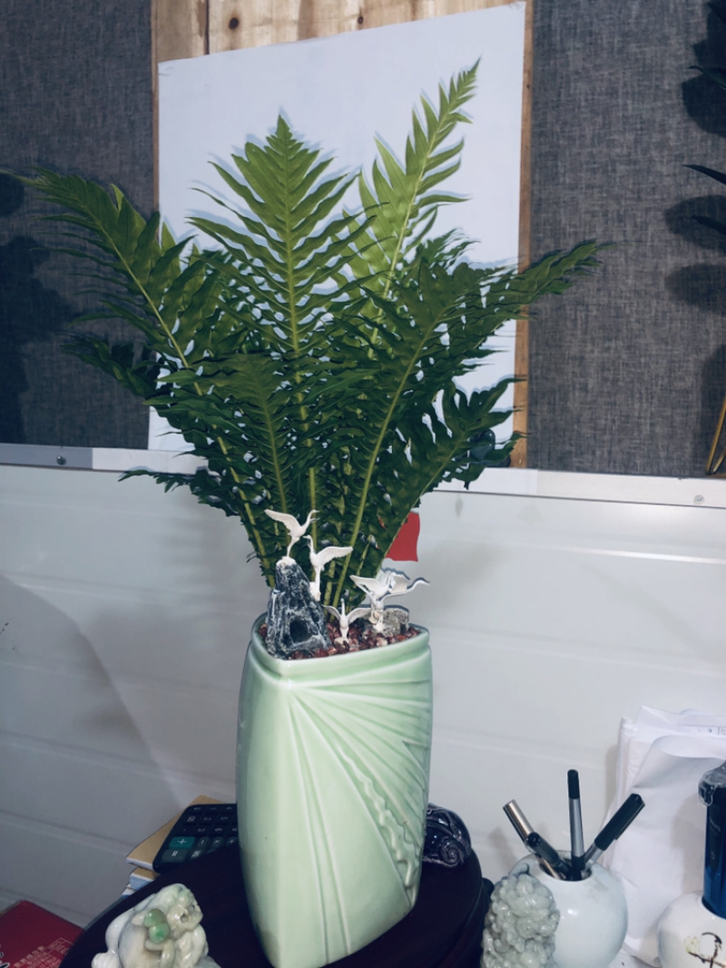 富贵蕨。特级，，，，，，，，好好先生园艺供应