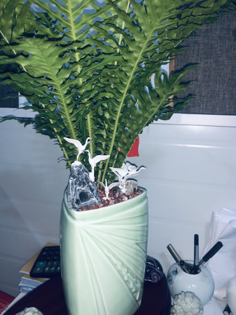 富贵蕨。特级，，，，，，，，好好先生园艺供应