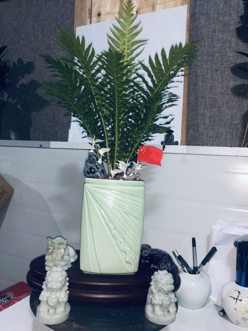 富贵蕨。特级，，，，，，，，好好先生园艺供应