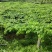 湘西百亩吊瓜种植基地