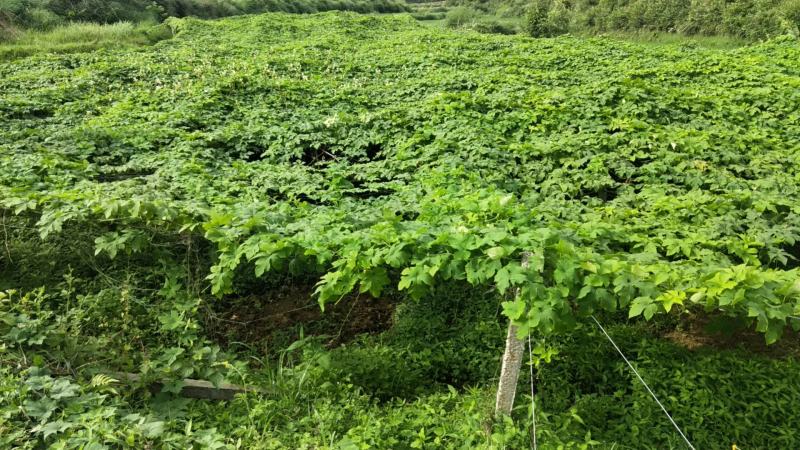 湘西百亩吊瓜种植基地