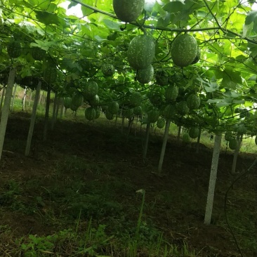 湘西百亩吊瓜种植基地