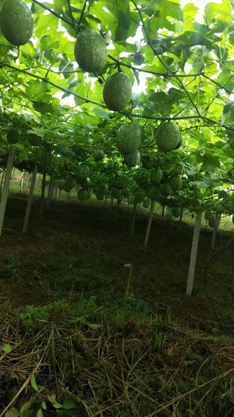湘西百亩吊瓜种植基地
