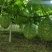 湘西百亩吊瓜种植基地