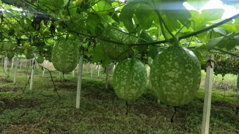 湘西百亩吊瓜种植基地