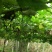 湘西百亩吊瓜种植基地