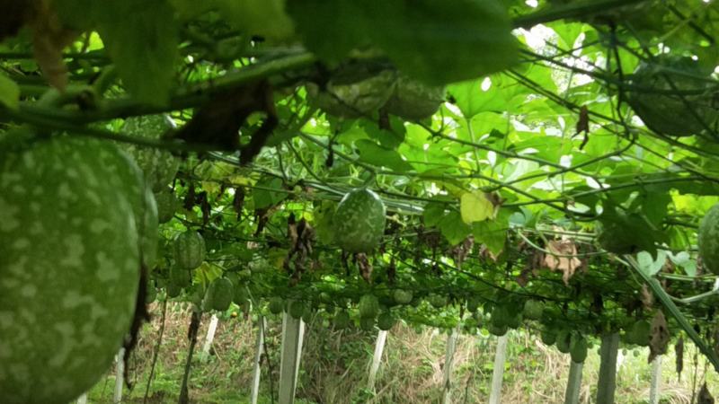 湘西百亩吊瓜种植基地