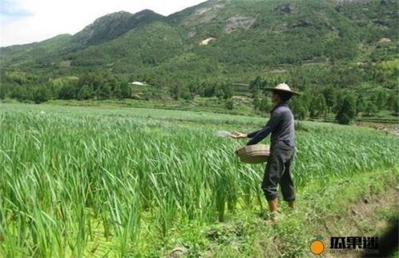 百余亩田种植基地三棱药材