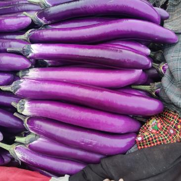 《长茄》山东紫长茄茄子量大从优质量好价格便宜一条龙服务